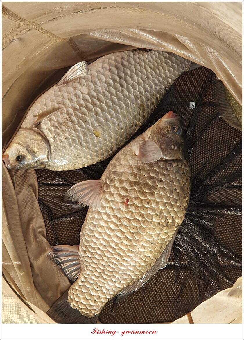 실리곡 4 짜신리 4 짜노지 4 짜 조황 (조황조행기 - 특파원조황)