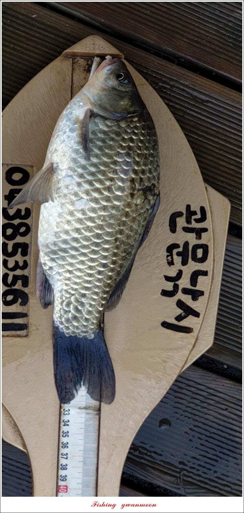 돌감 39393736 cm늘푸른 허리급화곡지 월척 조황 (조황조행기 - 특파원조황)