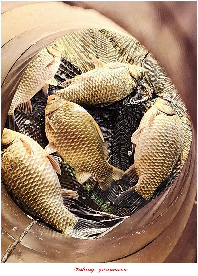 솔 월척한버들 월척 조황 (조황조행기 - 특파원조황)