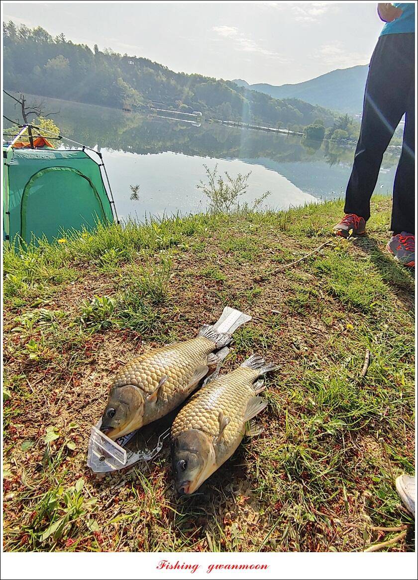 돌감충주호 노지칠성지한버들실리곡신리 4 짜 조황 (조황조행기 - 특파원조황)