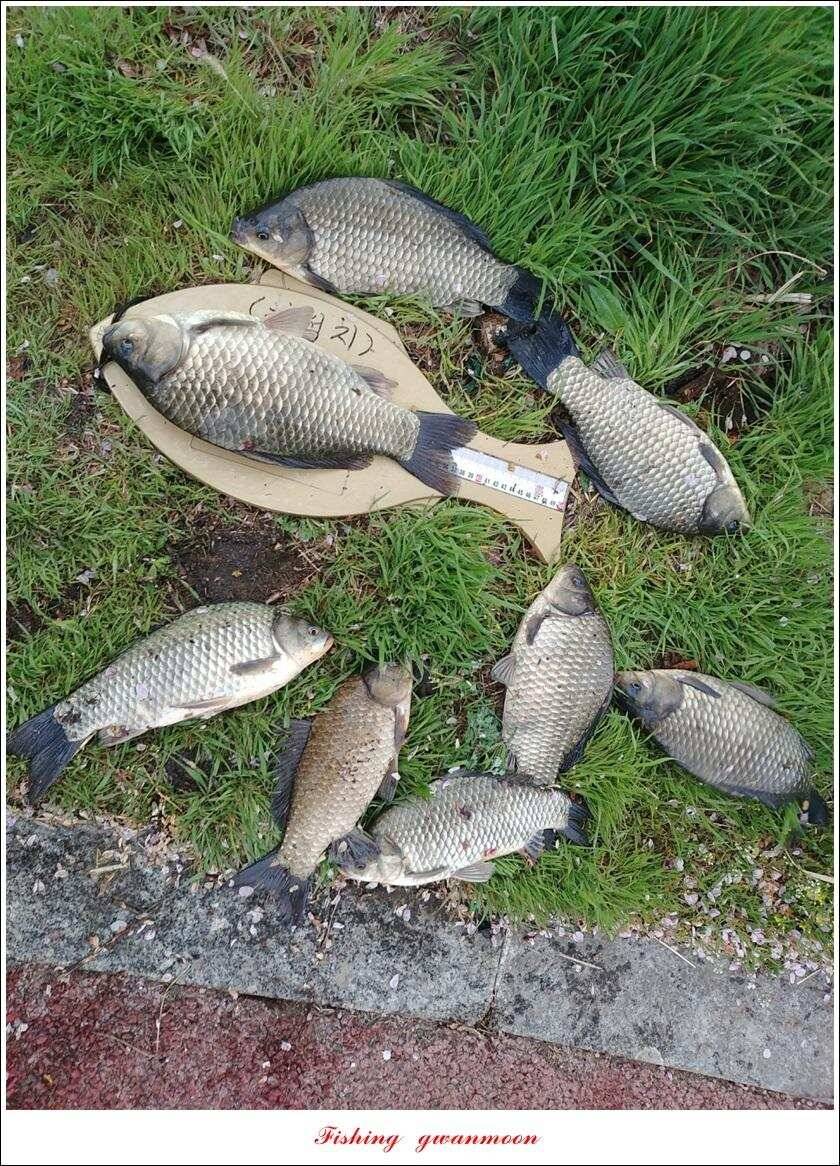 제일 39 cm 대물 조황화곡지칠성지 조황 (조황조행기 - 특파원조황)