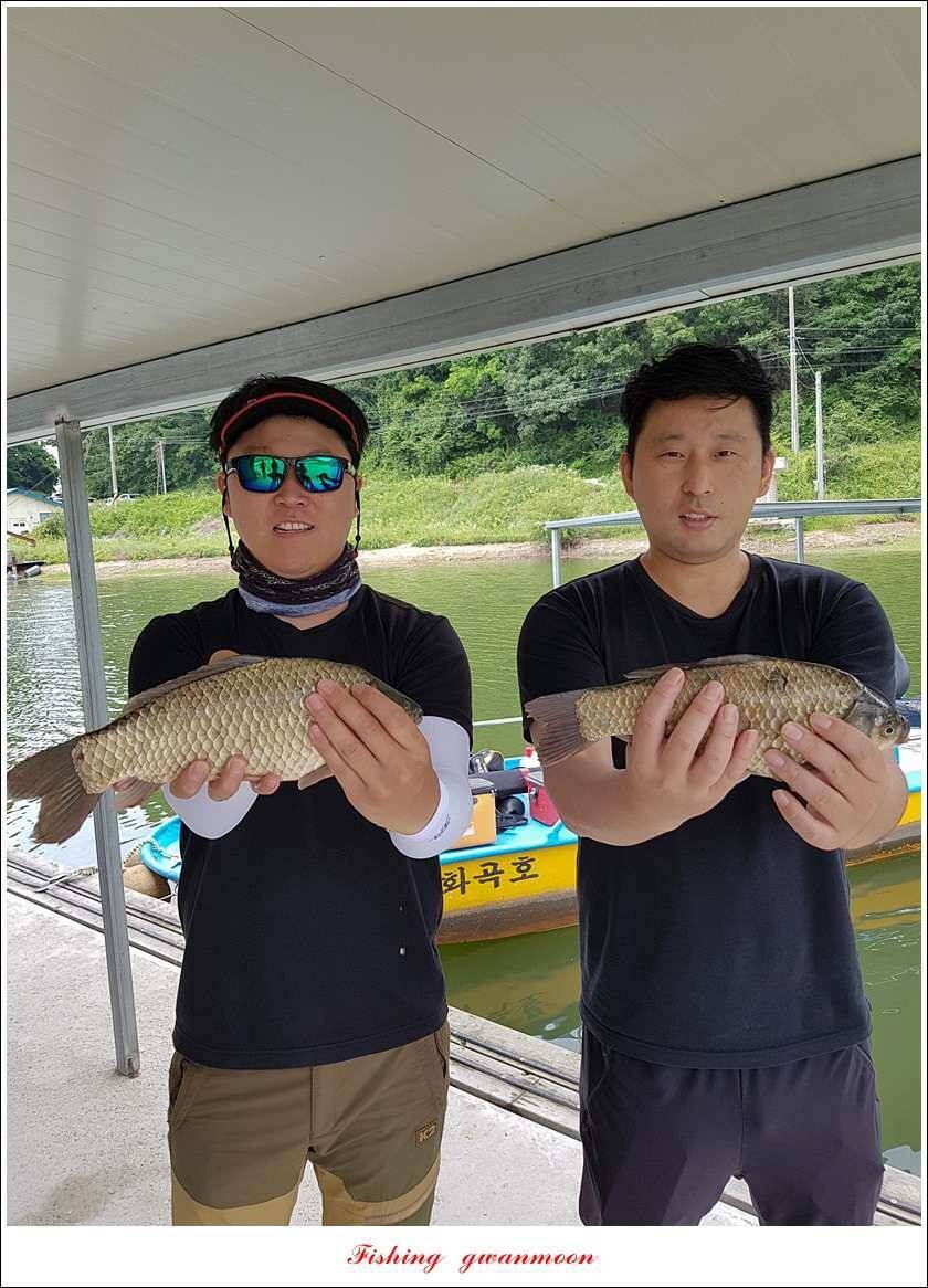 늘푸른한버들화곡지 조황 (조황조행기 - 특파원조황)