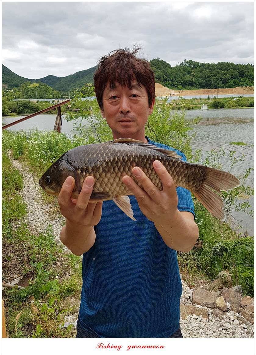 늘푸른한버들화곡지 조황 (조황조행기 - 특파원조황)