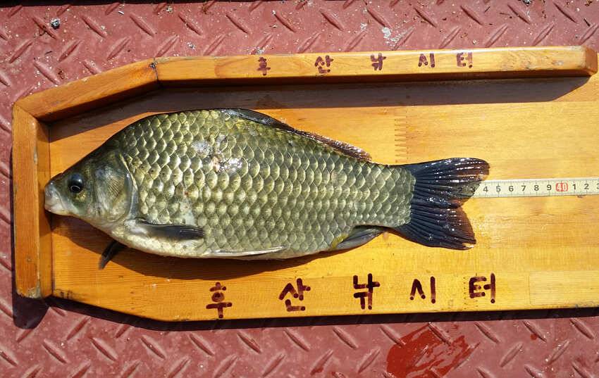 후산낚시터 월척붕어 소식입니다 (조황조행기 - 특파원조황)