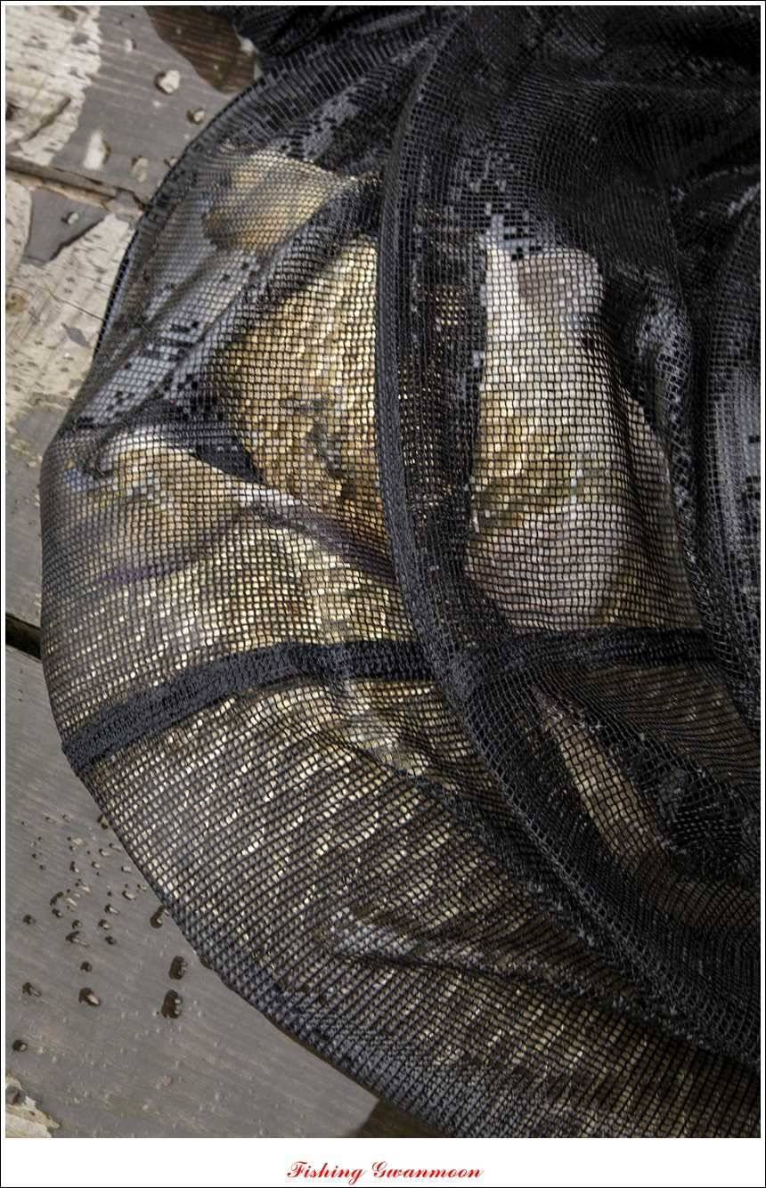 대류 한버들 45 cm 41 cm 39 cm 대물 조황 (조황조행기 - 특파원조황)