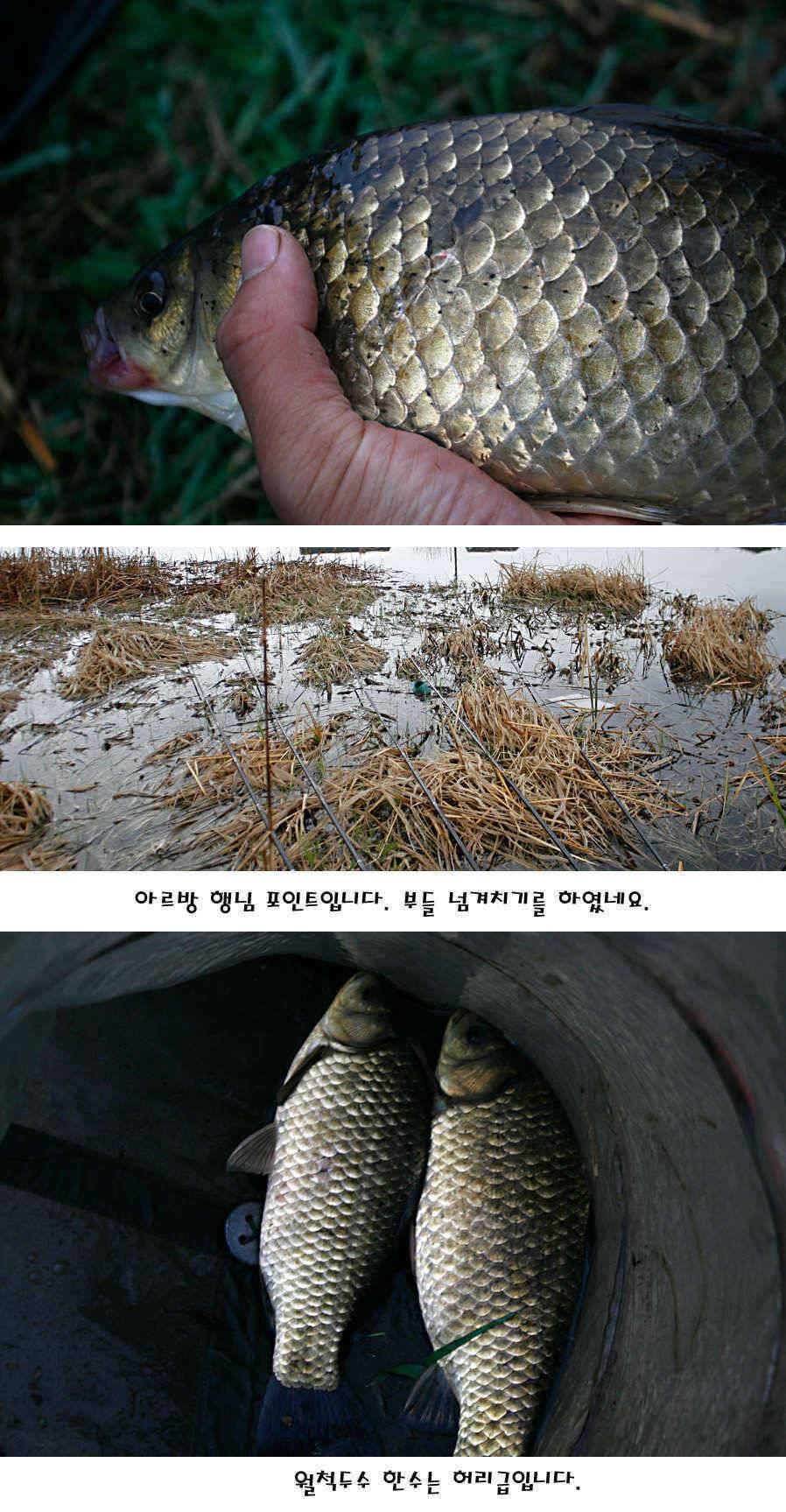 청도권 산란 찬스 발동 (조황조행기 - 특파원조황)