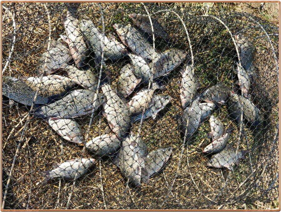 진위천 조황 소식 (조황조행기 - 특파원조황)