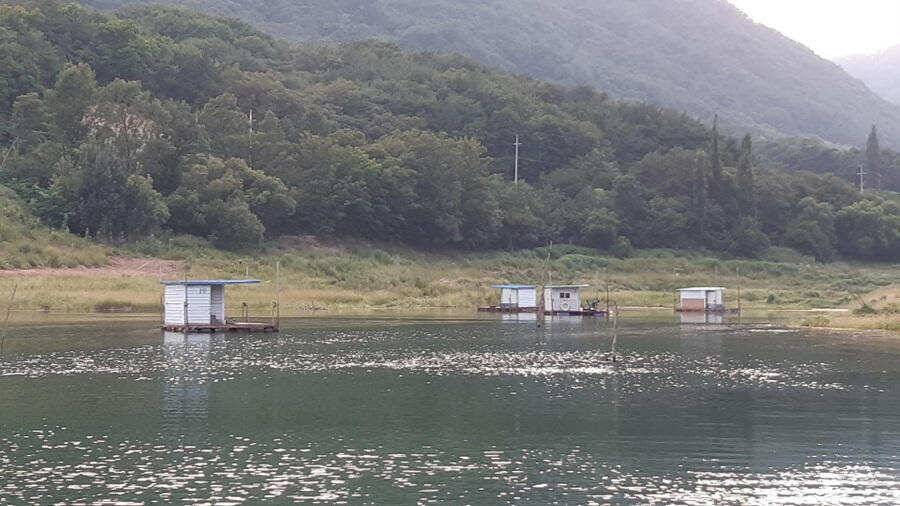 솔낚시터 덩어리급 붕어 소식과 꽃바위 낚시터 장어 소식입니다 (조황조행기 - 특파원조황)