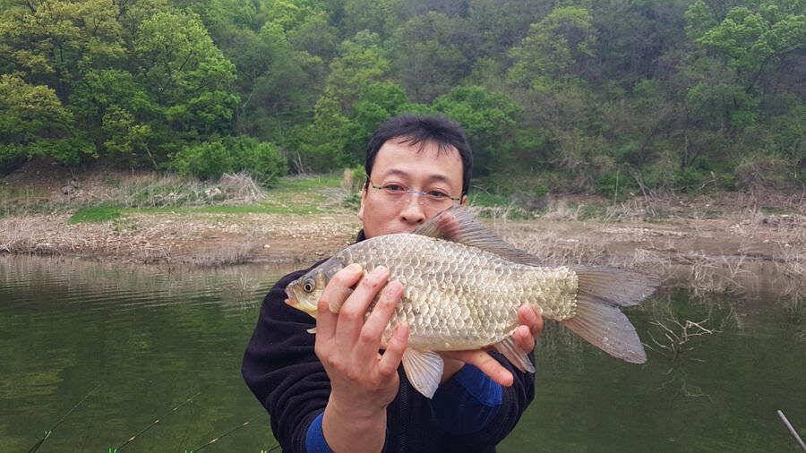 명서낚시터 4짜 대물붕어 조황입니다 (조황조행기 - 특파원조황)