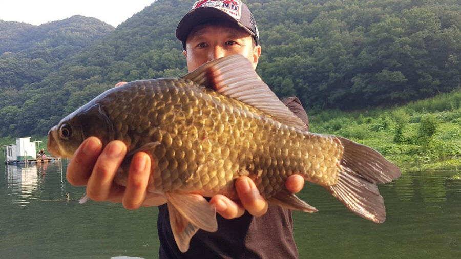명서낚시터 395cm 외 허리급 조황입니다 (조황조행기 - 특파원조황)