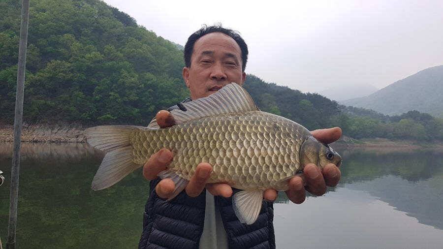 명서낚시터 4짜 대물붕어 조황입니다 (조황조행기 - 특파원조황)