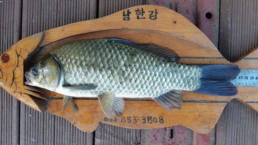 솔낚시터 덩어리급 붕어 소식과 꽃바위 낚시터 장어 소식입니다 (조황조행기 - 특파원조황)