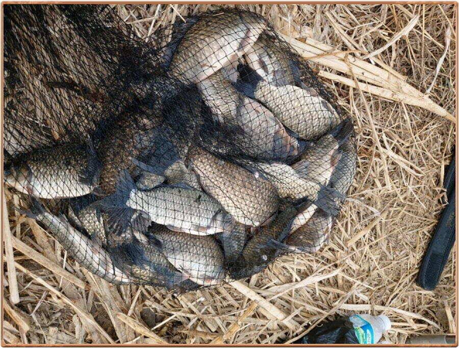 진위천 조황 소식 (조황조행기 - 특파원조황)