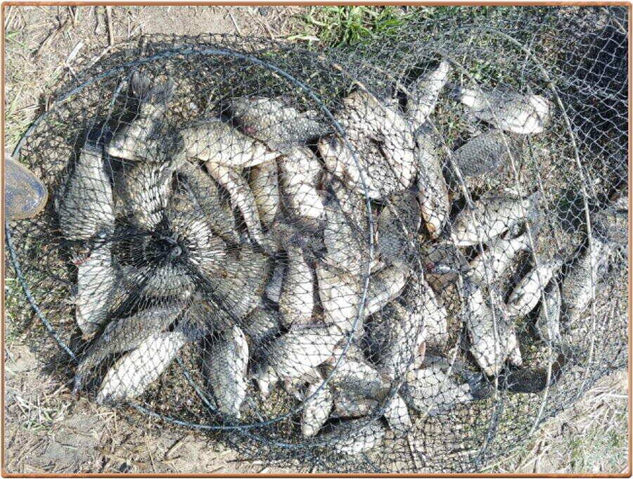진위천 조황 소식 (조황조행기 - 특파원조황)