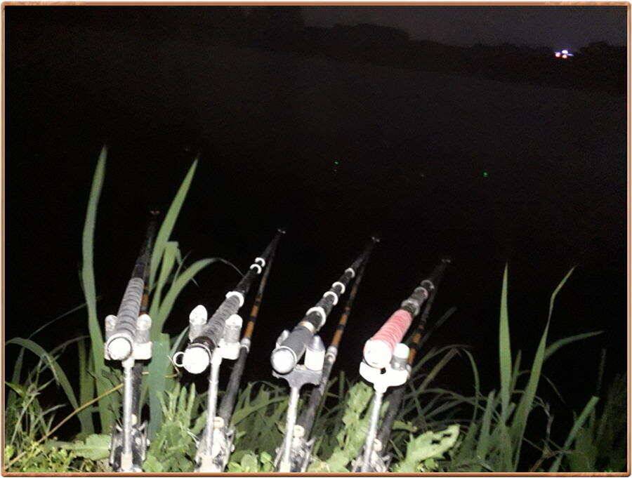 진위천 조황 소식 (조황조행기 - 특파원조황)