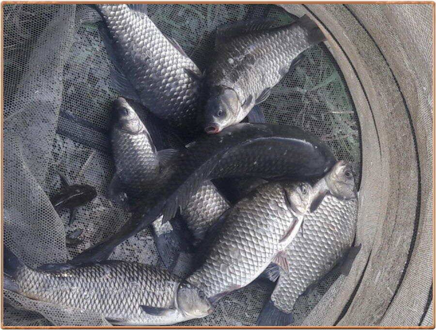 진위천 조황 소식 (조황조행기 - 특파원조황)