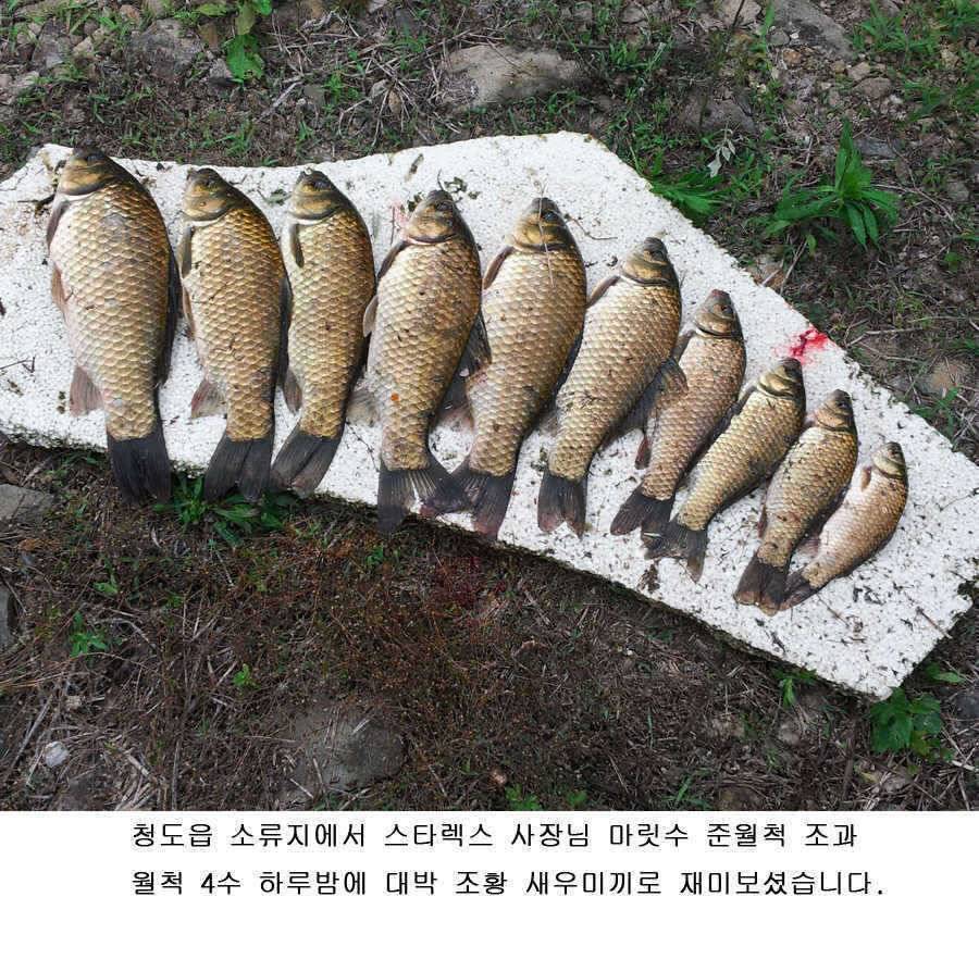 청도권 주중 주말 조황 (조황조행기 - 특파원조황)