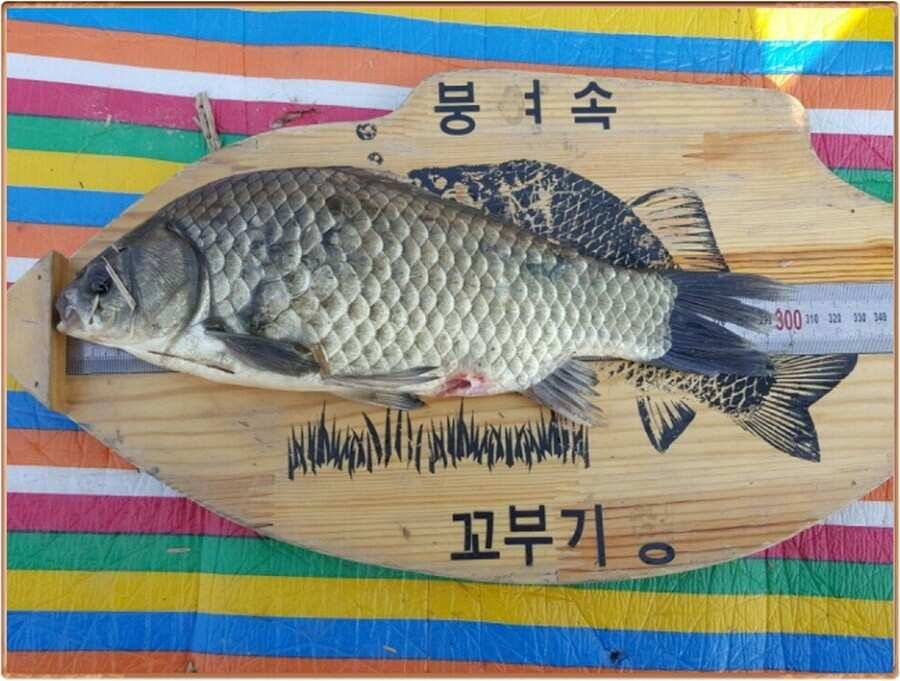 진위천 조황 소식 (조황조행기 - 특파원조황)