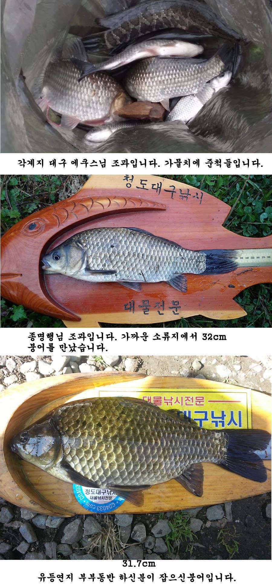 청도권 지난주 조황입니다 (조황조행기 - 특파원조황)