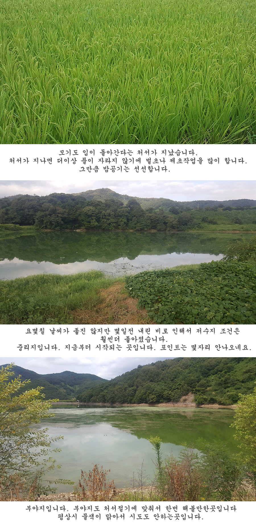 청도권 터지기 시작했습니다 (조황조행기 - 특파원조황)