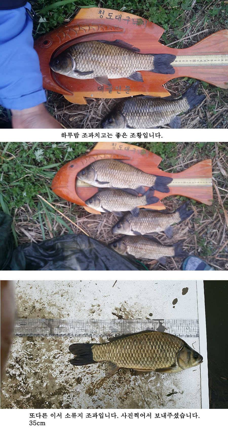 지난주 청도권 대물 대박 터지네요 (조황조행기 - 특파원조황)