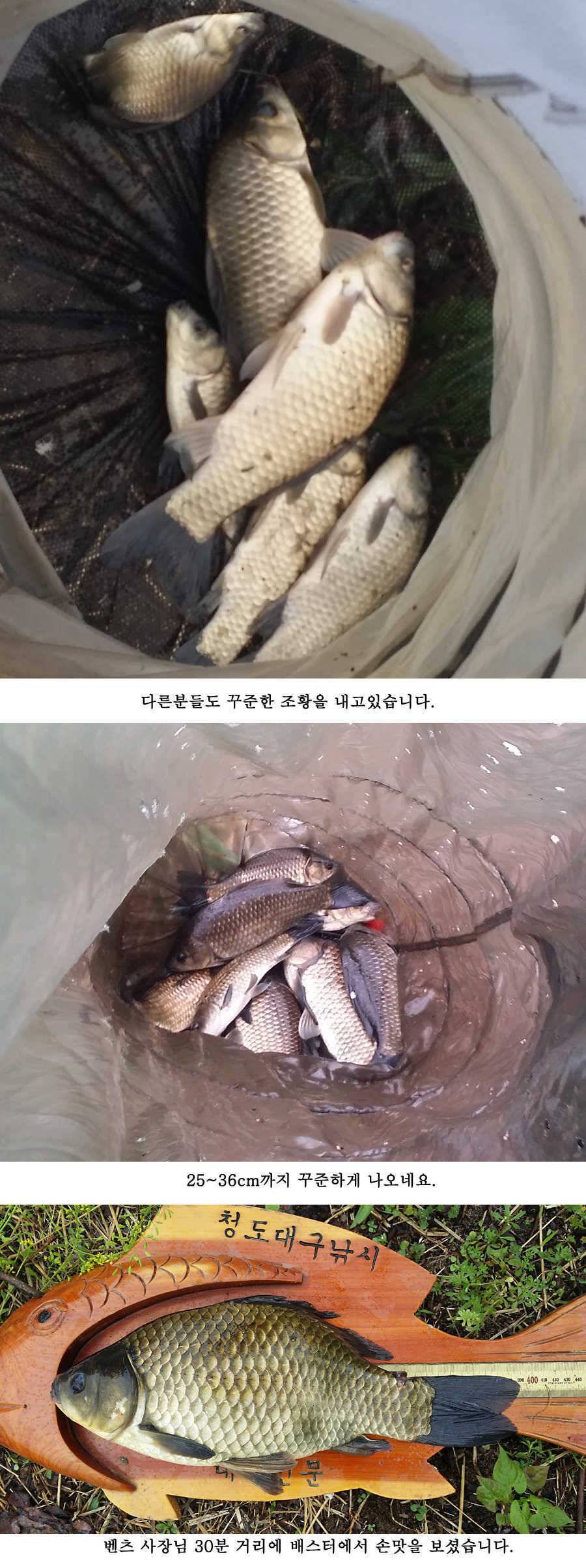 지난주 청도권 대물 대박 터지네요 (조황조행기 - 특파원조황)