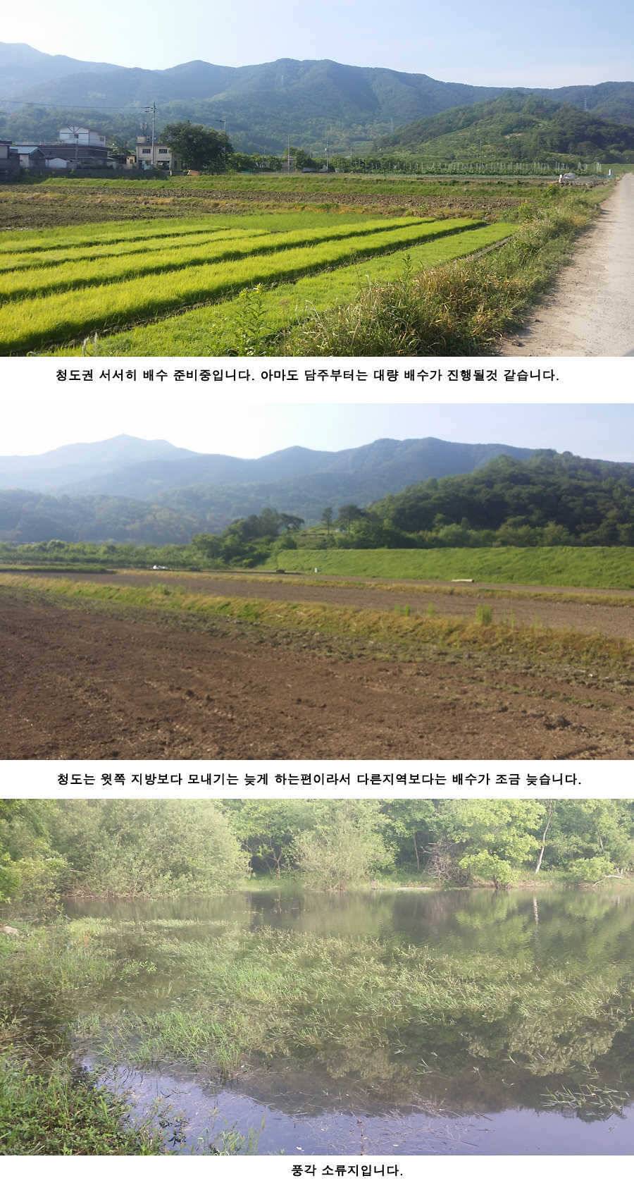 지난주와 이번주 청도권 조황 (조황조행기 - 특파원조황)