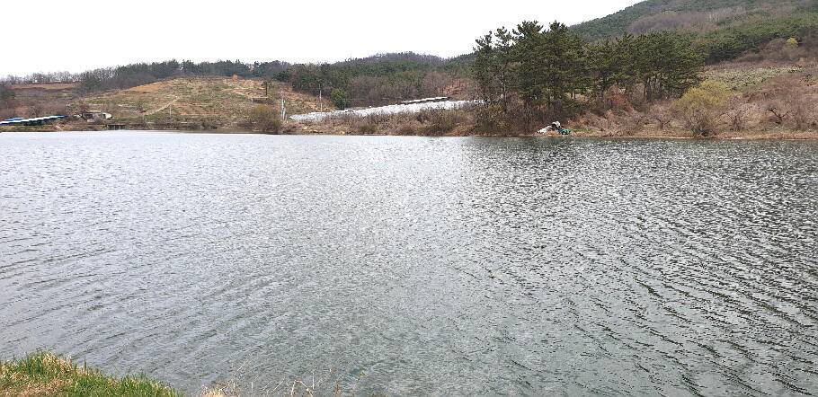 봄내음 가득한 저수지 모습 (조황조행기 - 특파원조황)