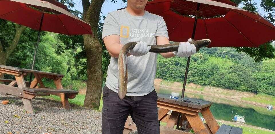 솔 42 43cm 대물붕어 목벌에도 4짜 꽃바위 키로급장어 허리급 붕어조황 (조황조행기 - 특파원조황)
