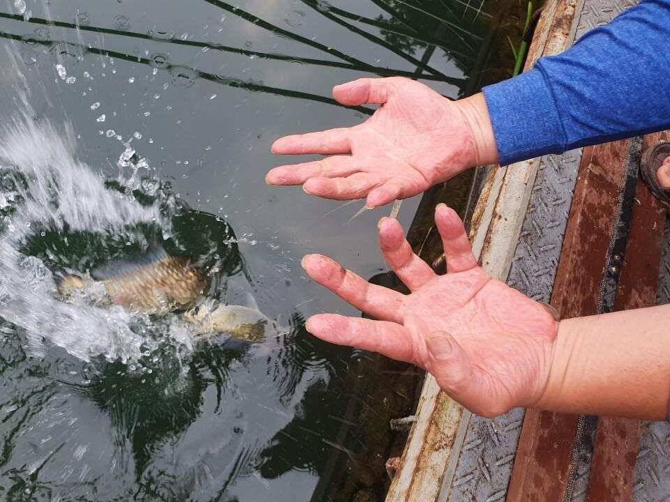 솔 42 43cm 대물붕어 목벌에도 4짜 꽃바위 키로급장어 허리급 붕어조황 (조황조행기 - 특파원조황)