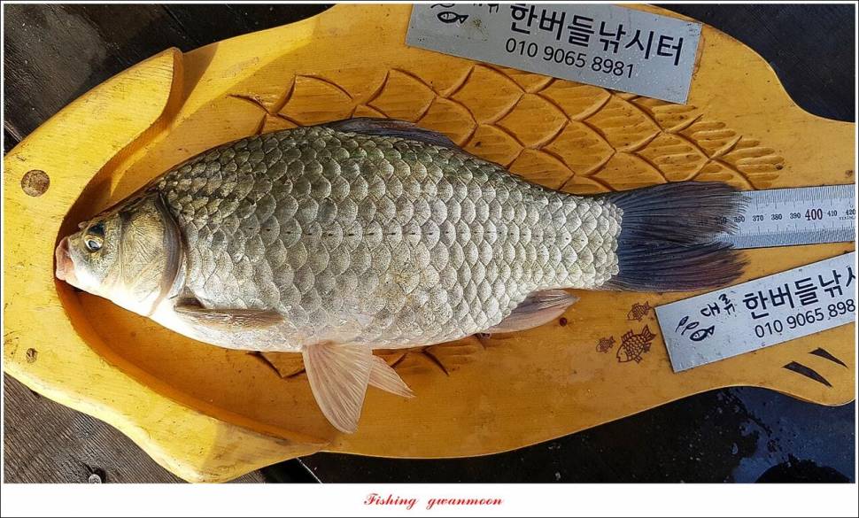 한버들 45 cm대물 및 오름수위 현황 (조황조행기 - 특파원조황)