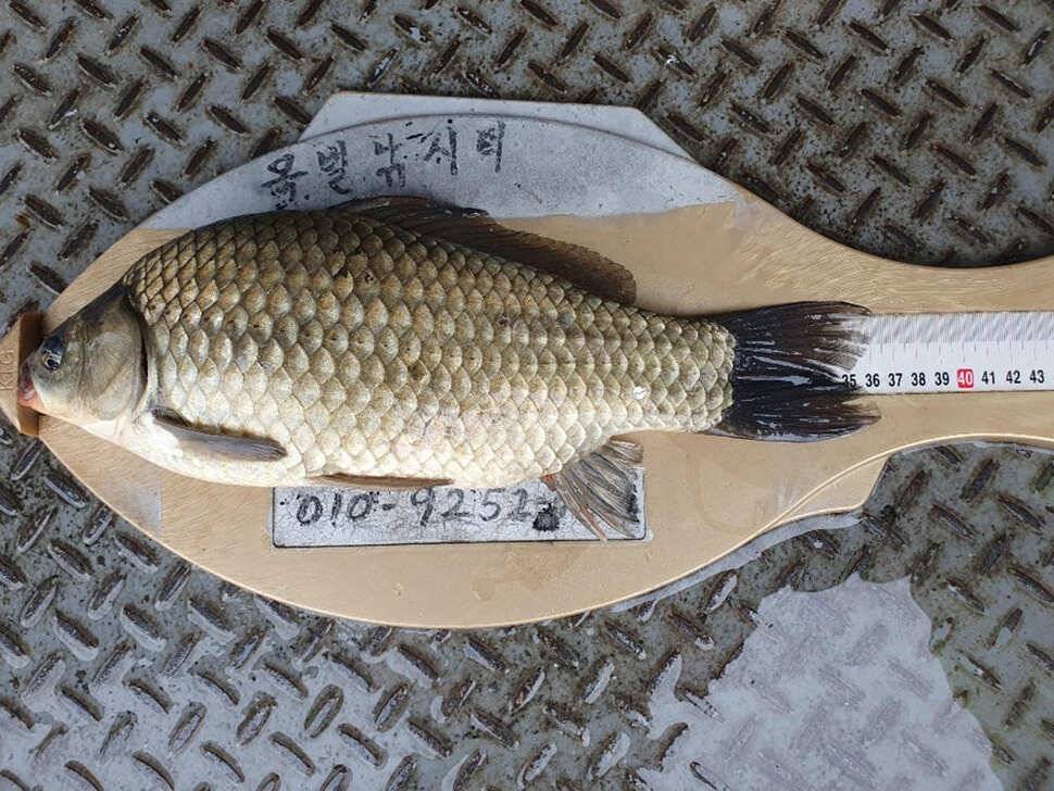 새 단장을 마친 목벌낚시터 4짜 대물붕어 소식 (조황조행기 - 특파원조황)