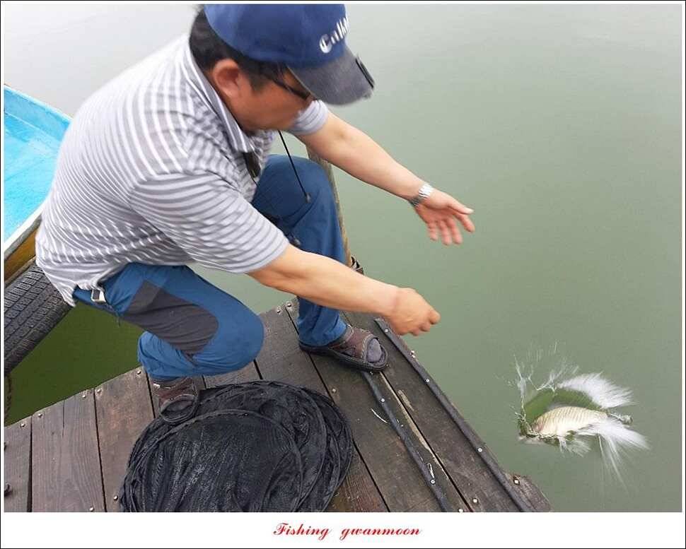 돌감좌대 월척 조황추평지 현황 (조황조행기 - 특파원조황)