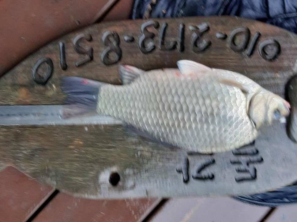 제일 4 짜실리곡 4 짜신리 4 짜 및 이벤트돌감 월척 조황 (조황조행기 - 특파원조황)