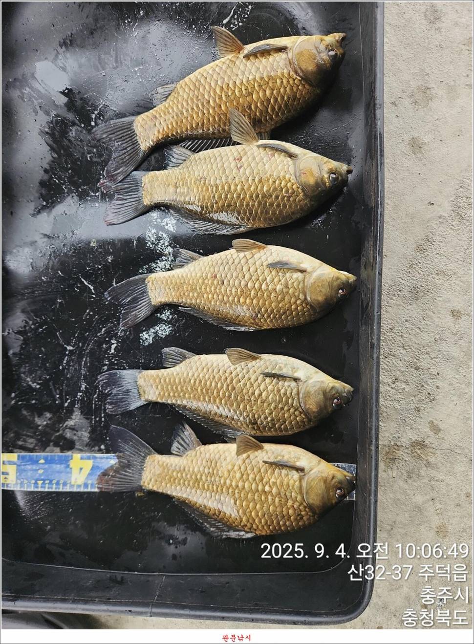 남한강달천강화곡지용원지 조황 (조황조행기 - 특파원조황)