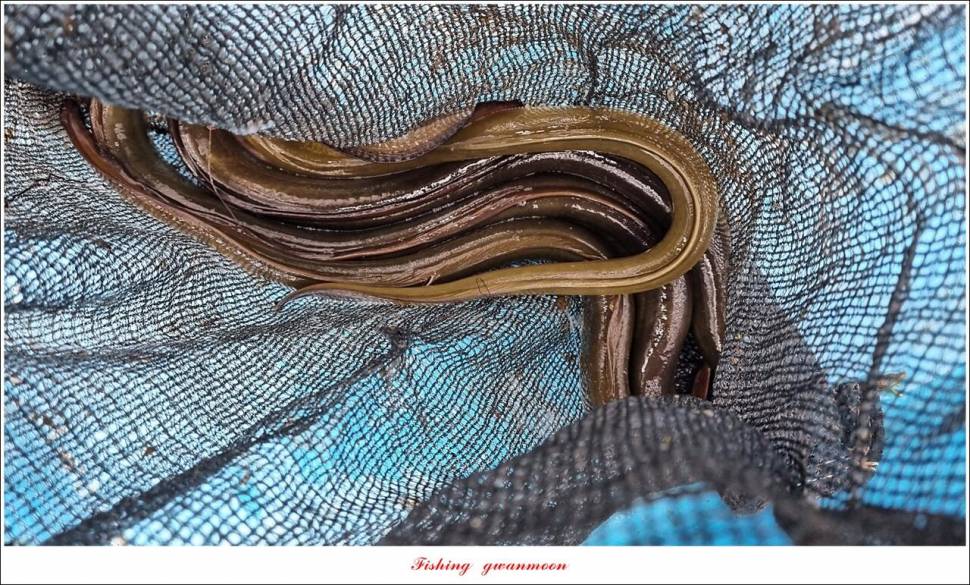 명서 43 cm 대물 및 4 짜 마릿수 조황 (조황조행기 - 특파원조황)