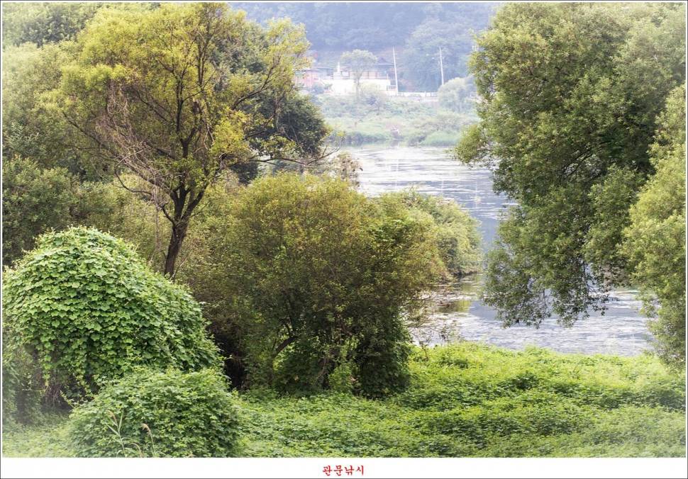 남한강달천강화곡지용원지 조황 (조황조행기 - 특파원조황)
