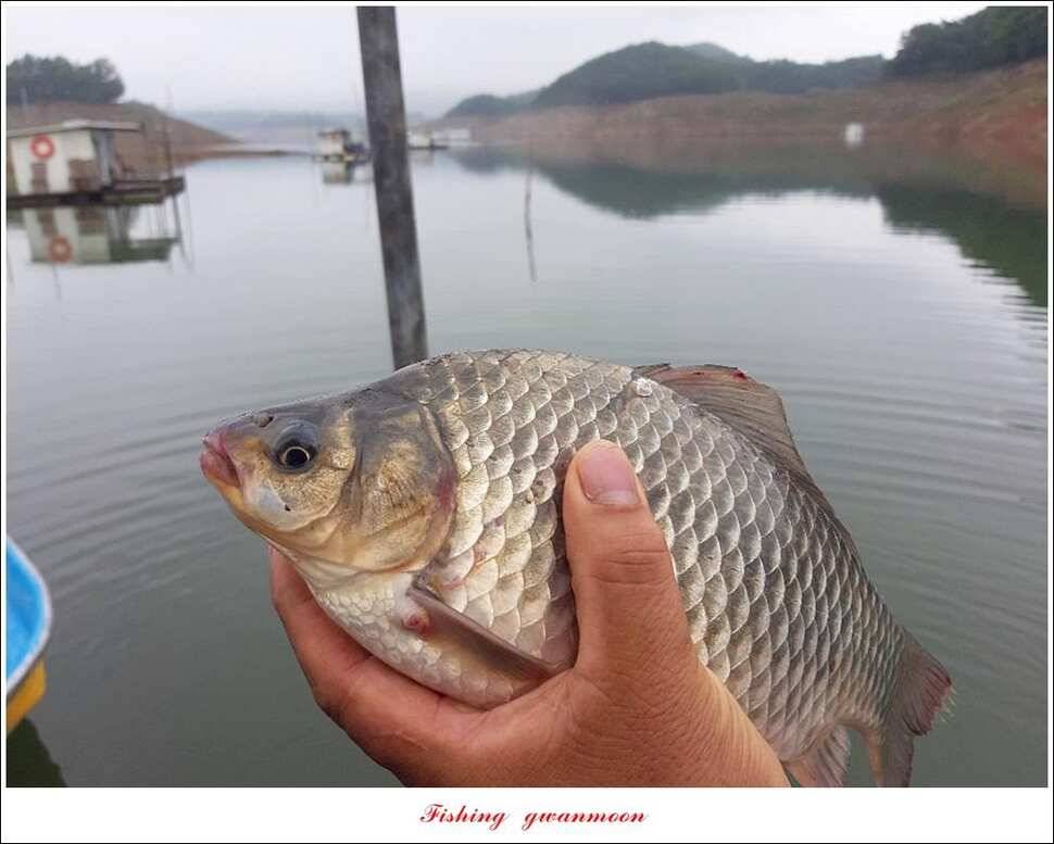 돌감좌대 월척 조황추평지 현황 (조황조행기 - 특파원조황)