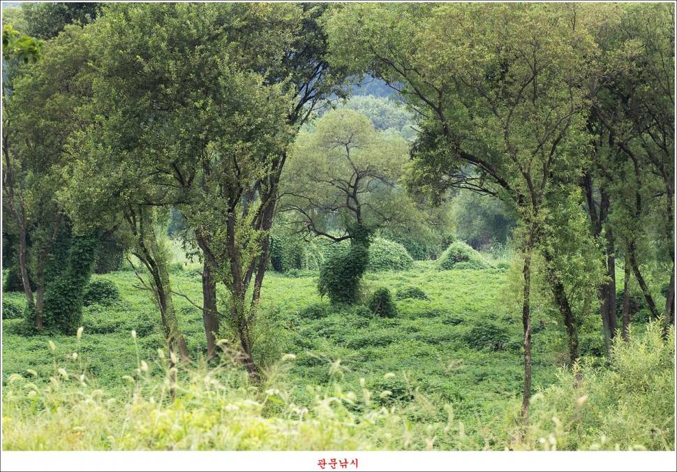 남한강달천강화곡지용원지 조황 (조황조행기 - 특파원조황)