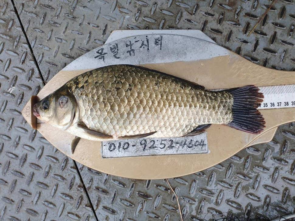 목벌 내림수위에 대물붕어 대물장어 조황입니다 (조황조행기 - 특파원조황)