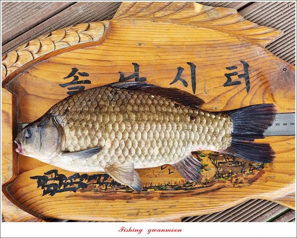 화곡지솔 월척 조황 (조황조행기 - 특파원조황)