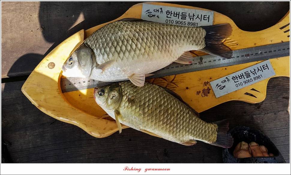한버들 435 cm 및 명서제일사오리후산리 오름수위 전 소식 (조황조행기 - 특파원조황)