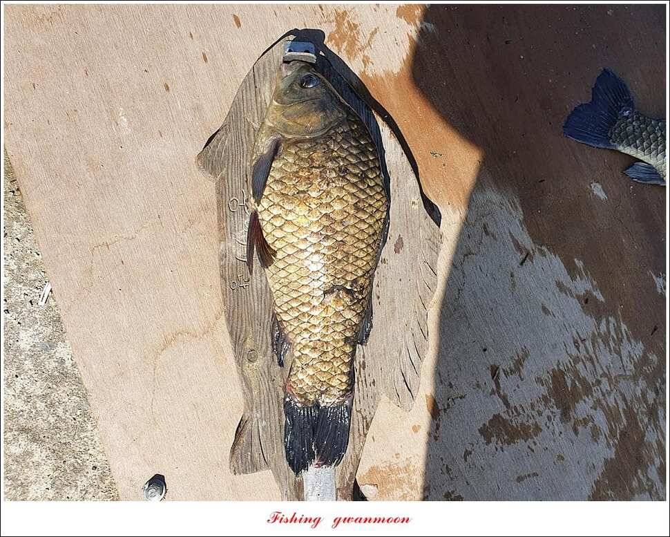 제일 435 cm415 cm문골 37 cm화곡지 4 짜 대물 조황 (조황조행기 - 특파원조황)