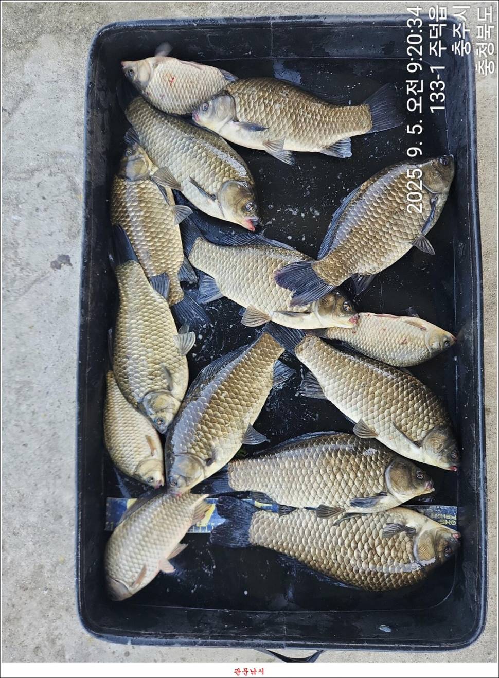 남한강달천강화곡지용원지 조황 (조황조행기 - 특파원조황)