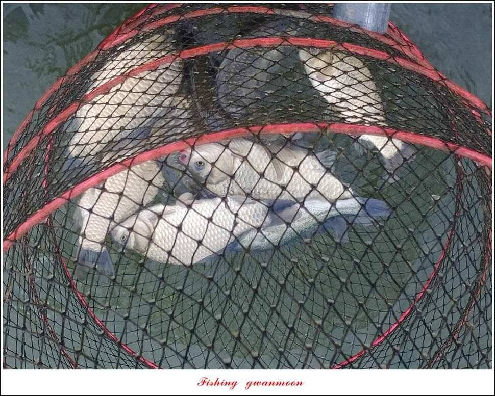 소이지 5 짜신매 4 짜칠성지 월척 조황 (조황조행기 - 특파원조황)