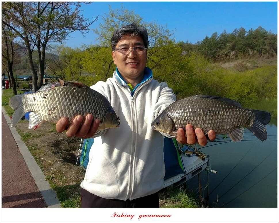 제일 39 cm 대물 조황화곡지칠성지 조황 (조황조행기 - 특파원조황)