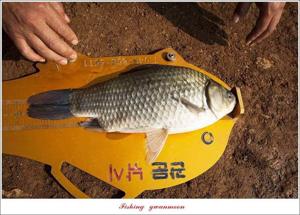 충주호 노지 39 cm돌감한버들 월척 조황 (조황조행기 - 특파원조황)