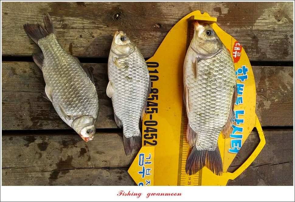 충주호 노지 39 cm돌감한버들 월척 조황 (조황조행기 - 특파원조황)