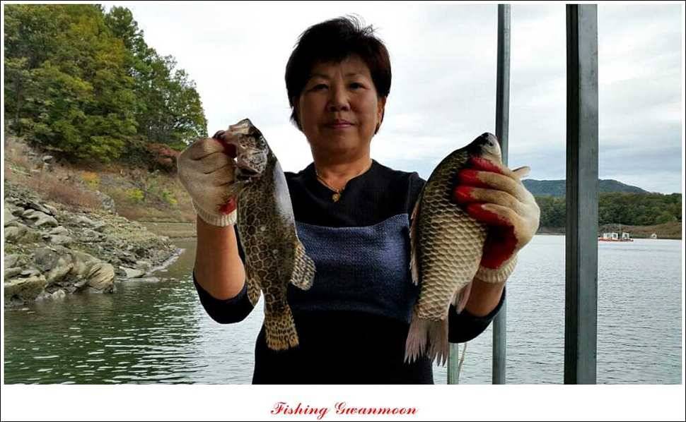 돌감한버들늘푸른 월척 조황 (조황조행기 - 특파원조황)