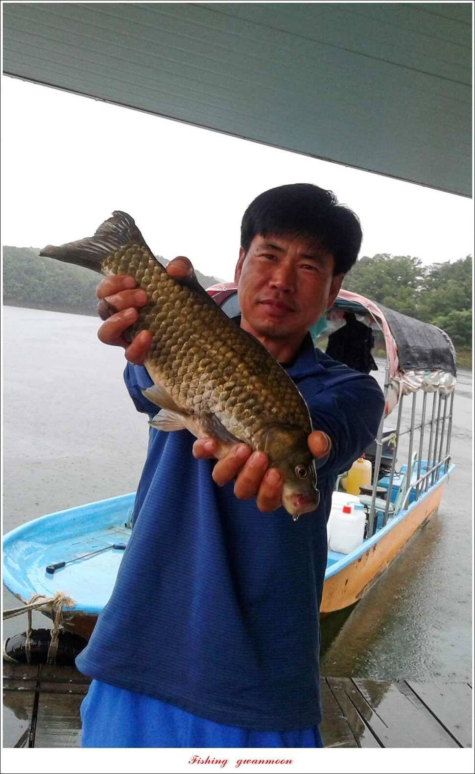 한버들 395 cm실리곡화곡지 마릿수 월척 조황 (조황조행기 - 특파원조황)